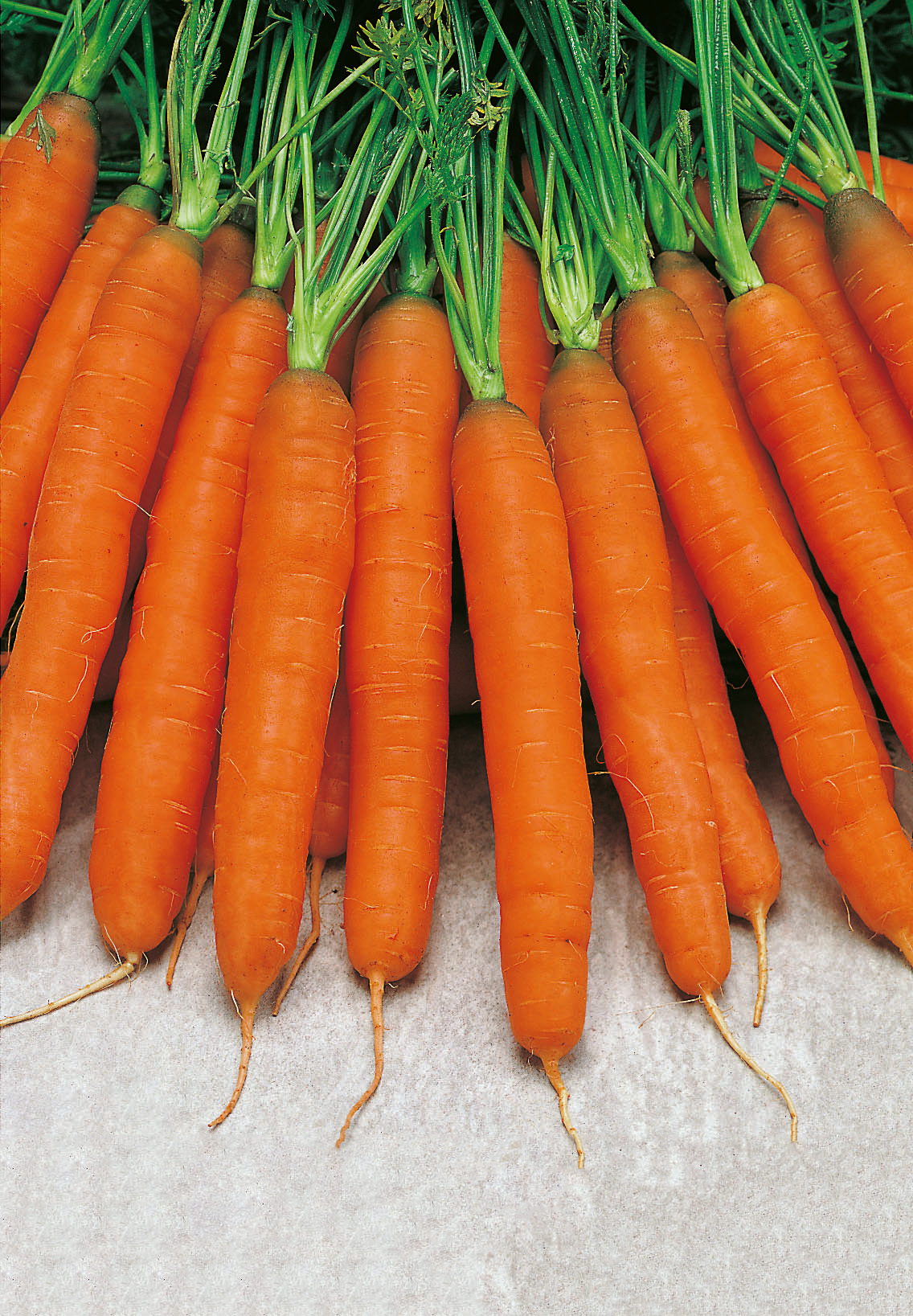 Möhren Frühbund/Topfix