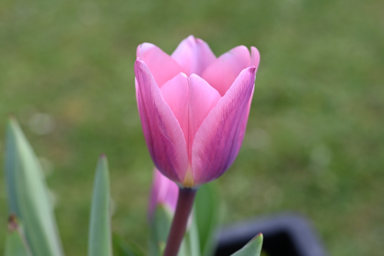 Nahaufnahme einer rosa Tulpe mit geöffneten Blütenblättern vor unscharfem, grünem Gartenhintergrund