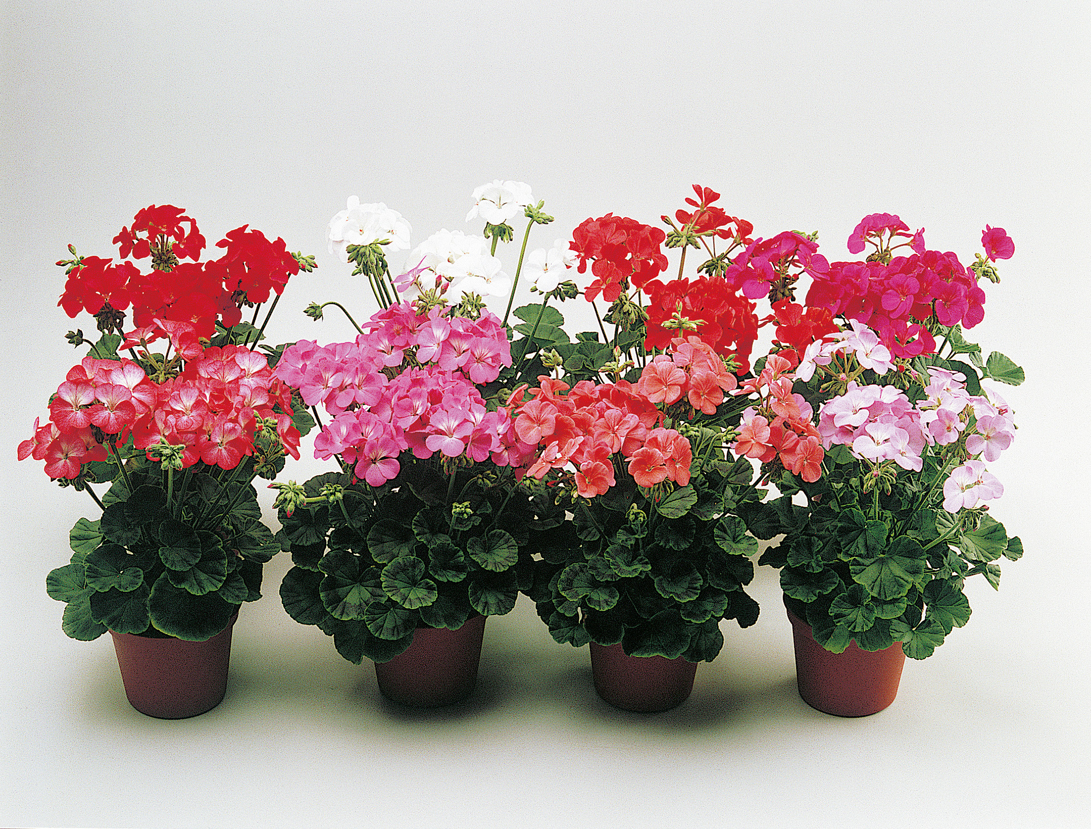 Vier blühende Pelargonien (Geranien) im Topf in Rot, Rosa, Pink und Weiß auf hellem Hintergrund, ideal für Balkon oder Fensterbank