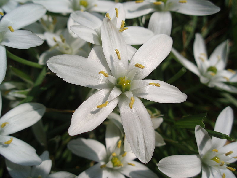 Ornithogalum umbellatum Ornithogalum umbellatum Stern v. Bethlehem