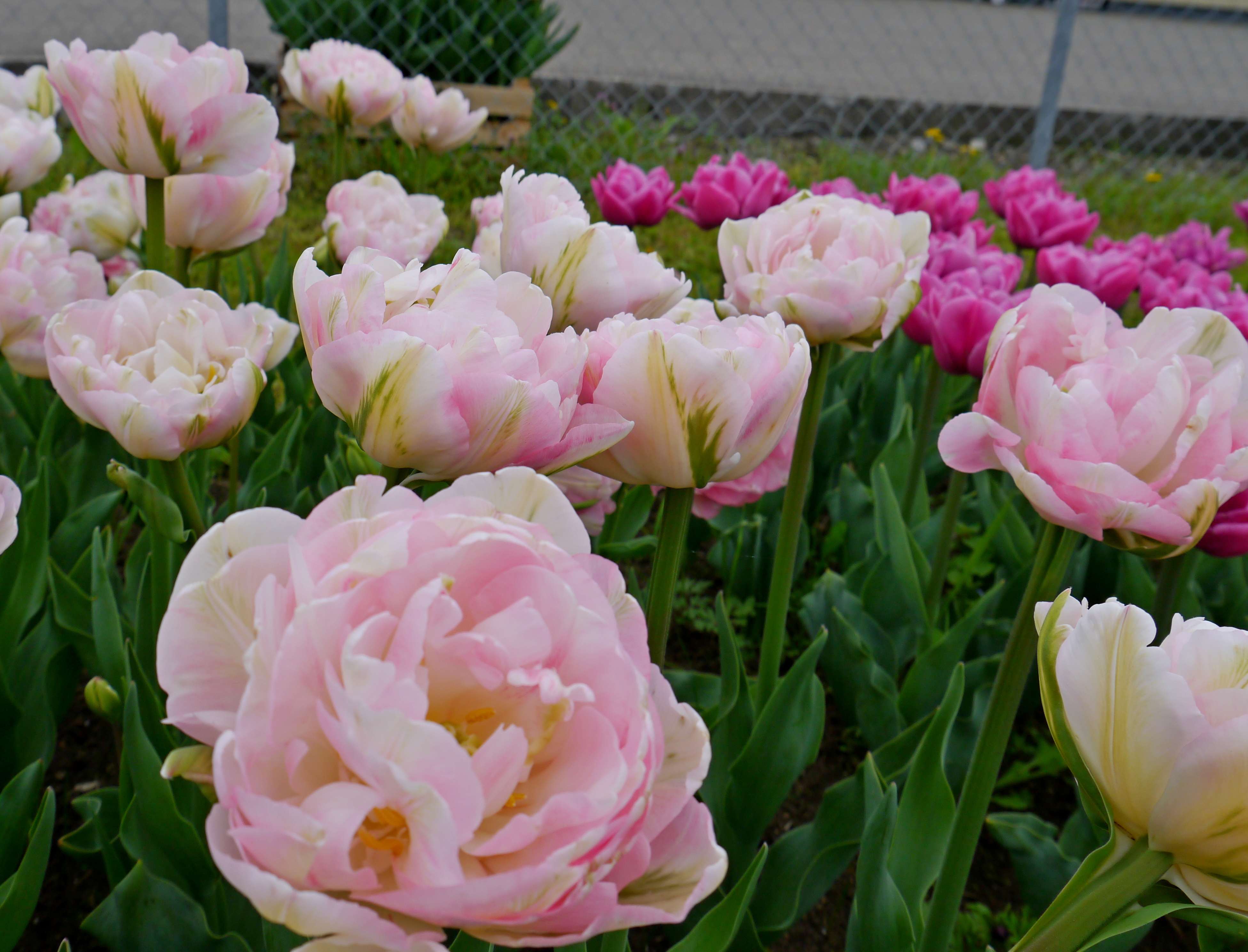 Nahaufnahme mehrerer rosa gefüllter Tulpen (Pfingstrosentulpen) im Beet, grüne Blätter im Vordergrund und dunkelrosa Tulpen im Hintergrund vor einem Zaun