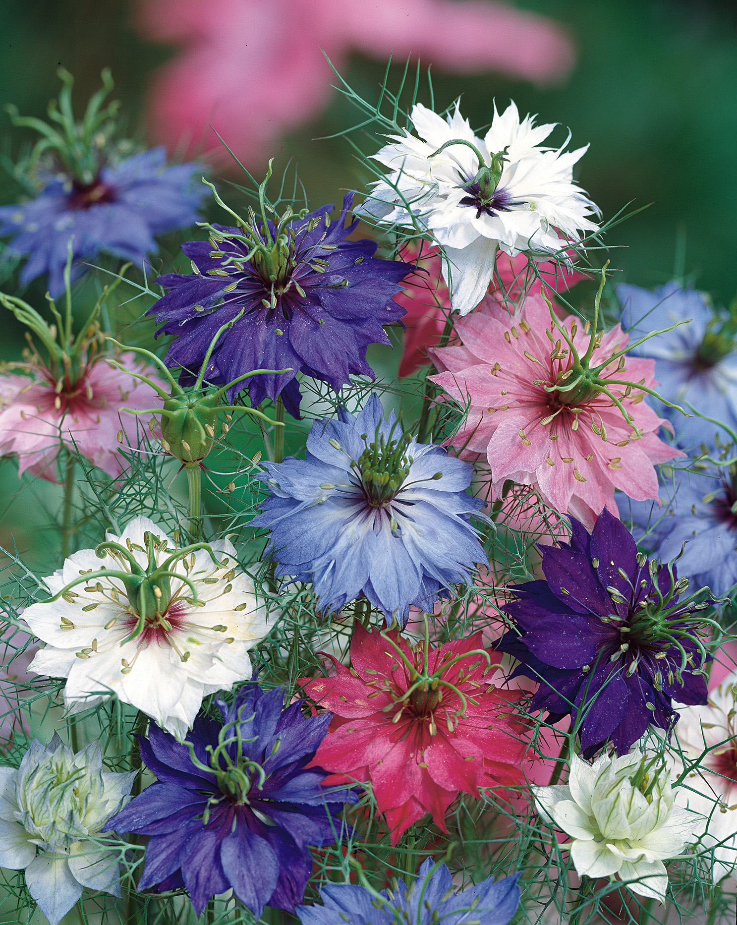 Nahaufnahme von Nigella-Blüten (Jungfer im Grünen) in verschiedenen Farben: Blau, Weiß, Rosa und Violett, mit feinfiedrigem grünem Laub, dekoratives Gartenmotiv