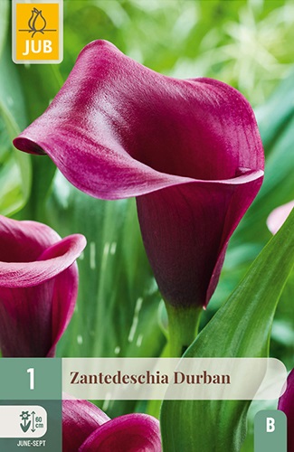 Calla/Zantedeschia Durban