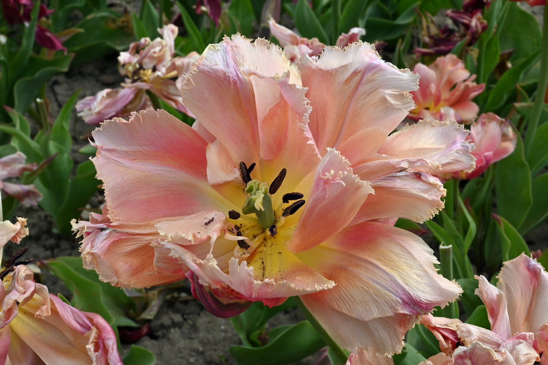 Nahaufnahme der Crispa-Tulpe Royal Centennial mit gefransten, zart orangefarbenen Blütenblättern im Frühlingsbeet
