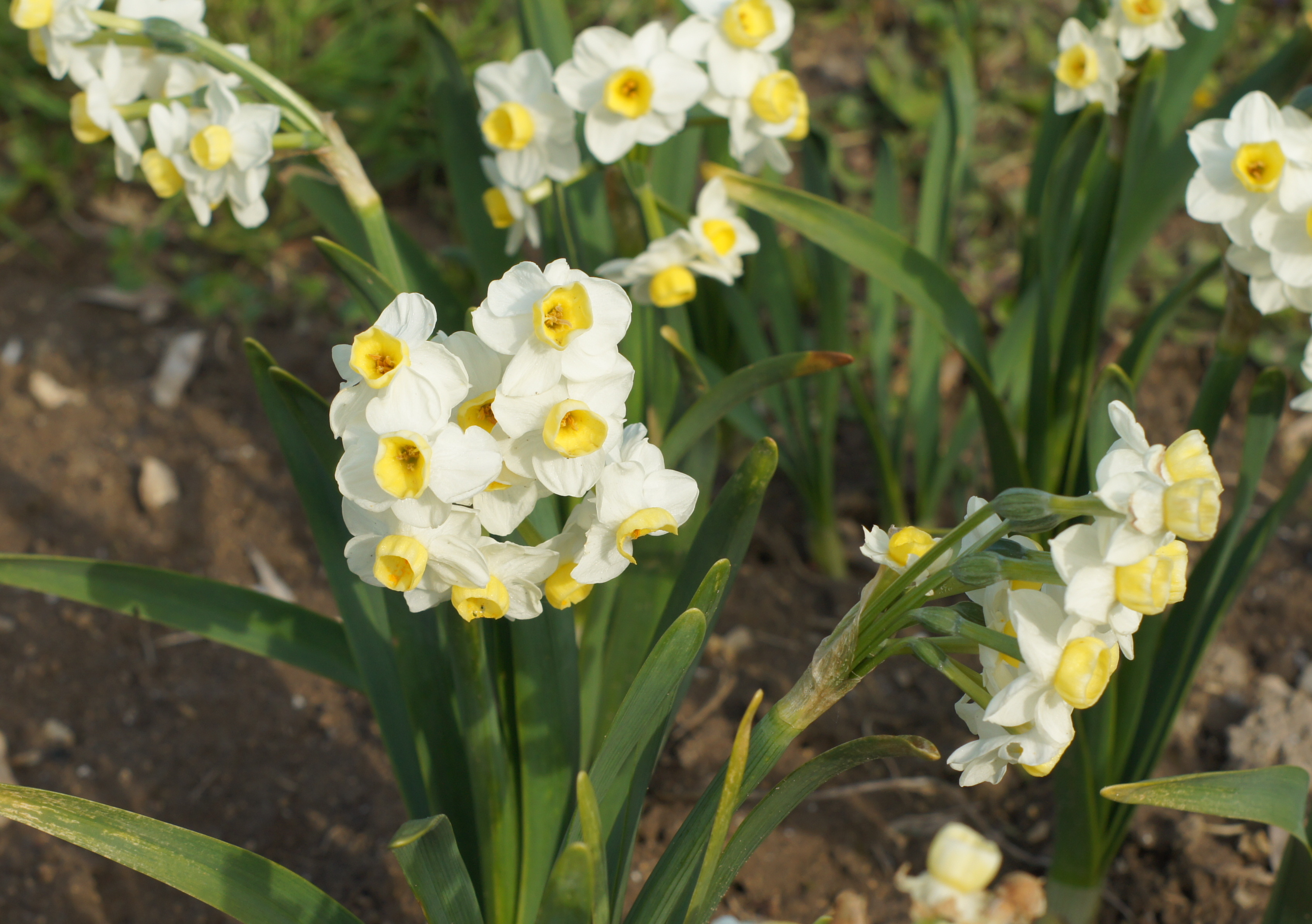 Tazetten-Narzisse Avalanche im Beet mit weißen, mehrblütigen Blüten und gelbem Nebenkrönchen, duftende Frühlingsblume mit dunkelgrünem Laub