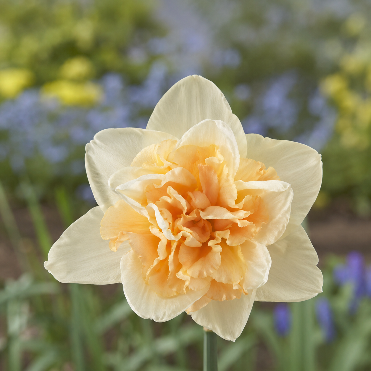 Gefüllte Narzissen Flower Drift