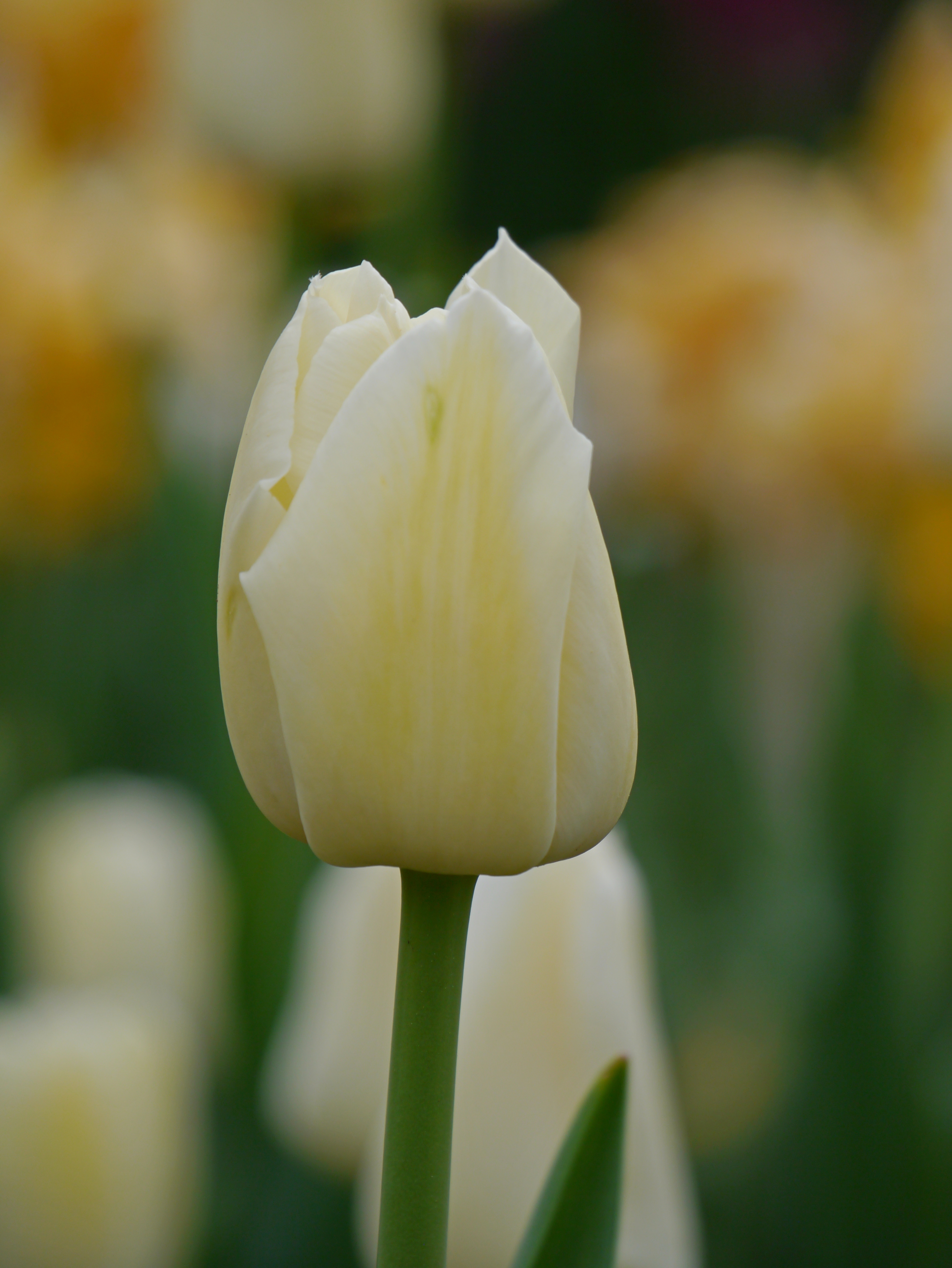 Nahaufnahme einer weißen bis hellgelben Tulpenblüte auf grünem Stängel vor unscharfem, grün-gelbem Hintergrund
