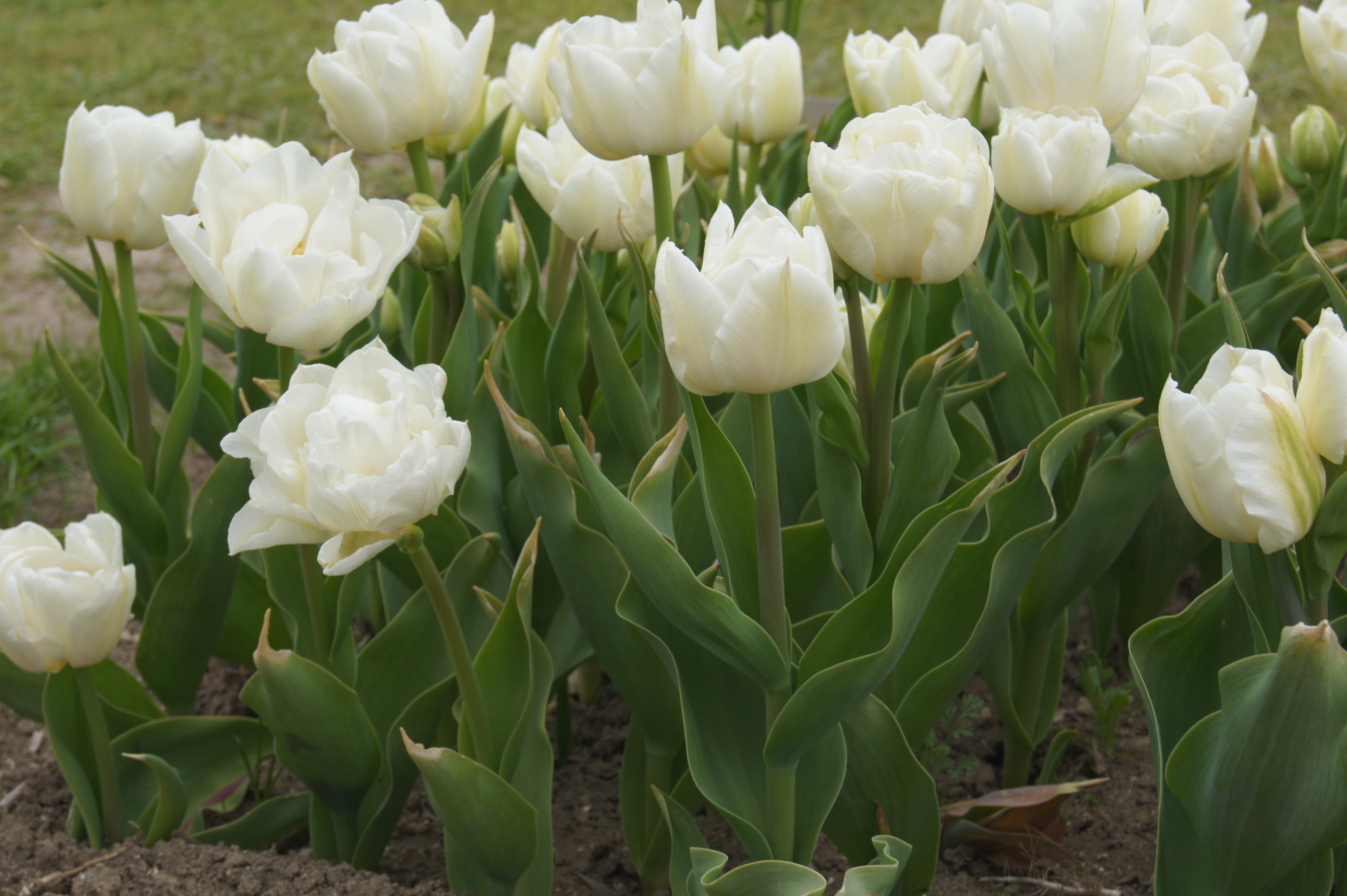 Nahaufnahme mehrerer weißer Tulpen in einem Blumenbeet mit grünen Blättern und sichtbarer Erde