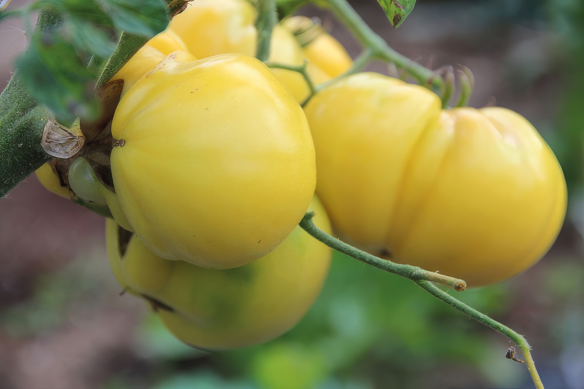 Fleischtomate Golden Giant Dixi