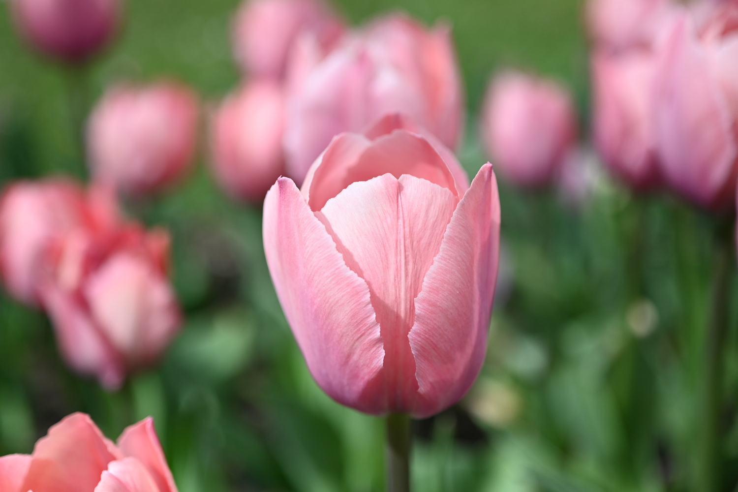 52318_Salmon_van_Eijk Nahaufnahme einer rosa Tulpe mit geöffneten Blütenblättern in einem Beet, unscharfer Hintergrund
