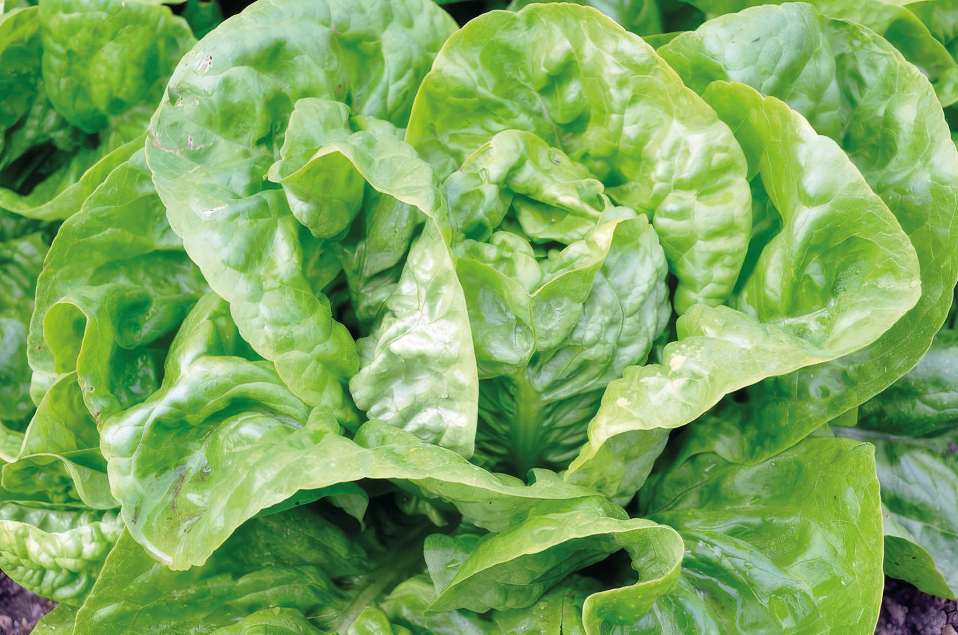 Kopfsalat Bautzener Dauerkopf
