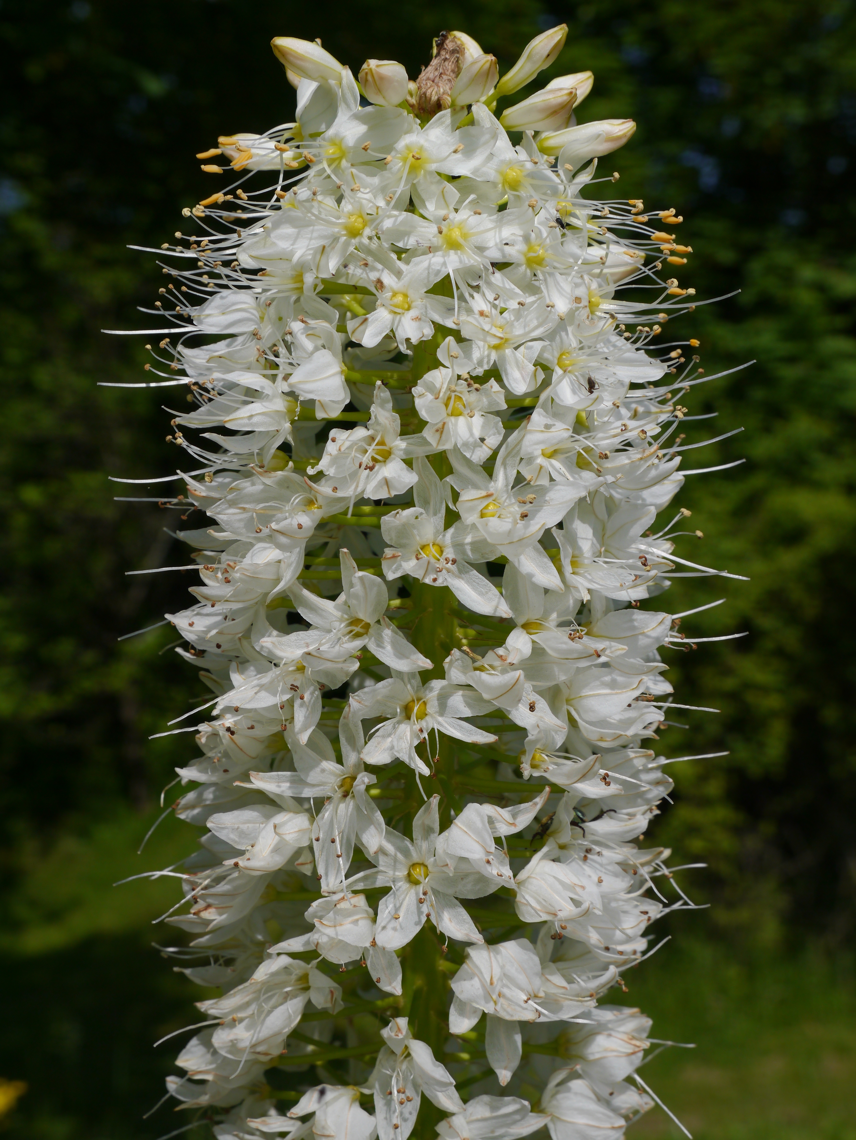 Nahaufnahme der Eremurus himalaicus, einer weißen Steppenkerze mit dichter, hoher Blütentraube und eleganten reinweißen Blüten im Frühlingsgarten