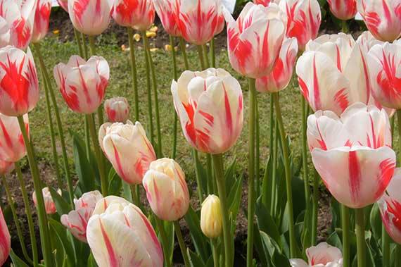 Nahaufnahme von weißen Tulpen mit roten Streifen im Blumenbeet, grüne Stiele und Blätter