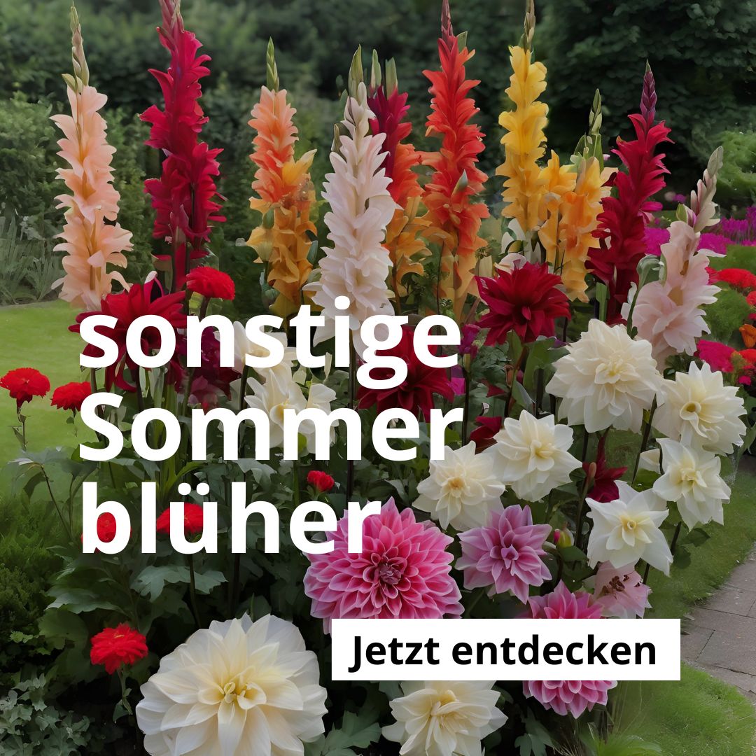 Sonstige Sommerblüher