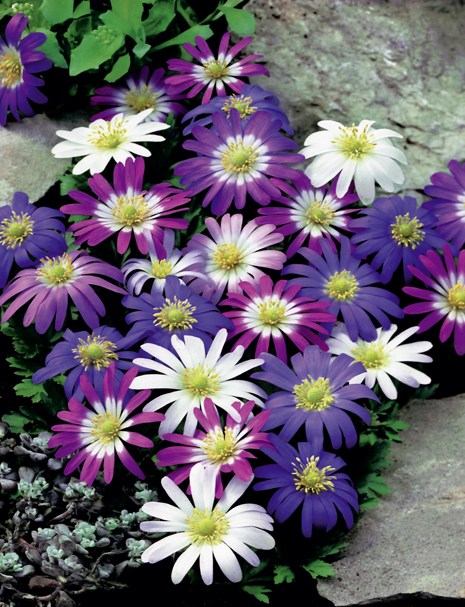 Nahaufnahme einer Mischung aus Anemone blanda in Weiß, Rosa und Violett, dichter Polsterwuchs zwischen Steinen, ideal für Steingarten und Randbepflanzung