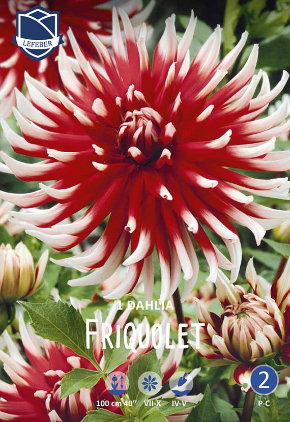 8711829741105 Nahaufnahme einer rot-weißen Dahlie (Sorte 'Friquolet') mit zahlreichen spitzen Blütenblättern, Knospen und grünem Laub; Produktabbildung auf Verpackung mit Herstellerlogo oben links