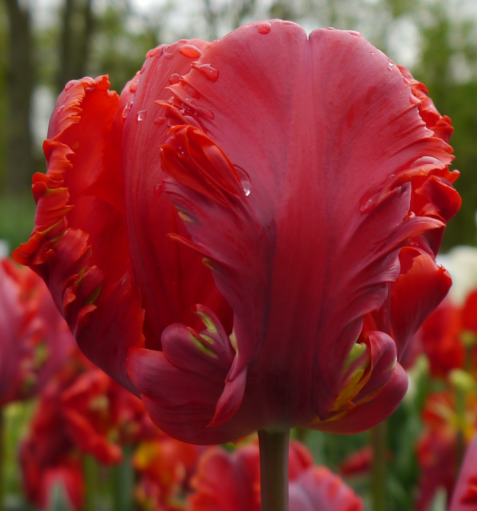 Nahaufnahme einer roten Papageien-Tulpe mit gezackten, welligen Blütenblättern und Wassertropfen; unscharfer Hintergrund mit weiteren roten Tulpen.