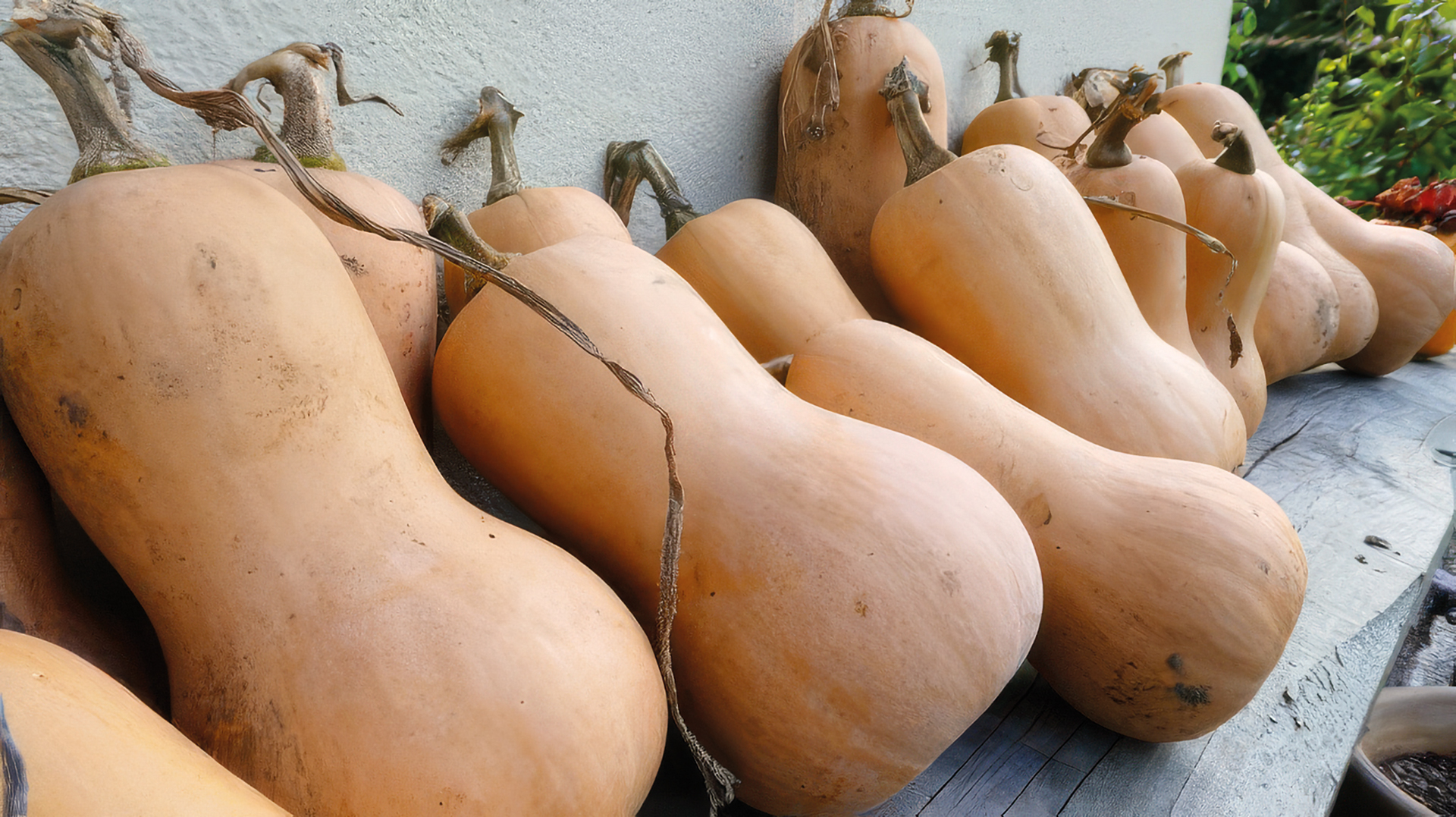 Kürbis Mini-Butternut