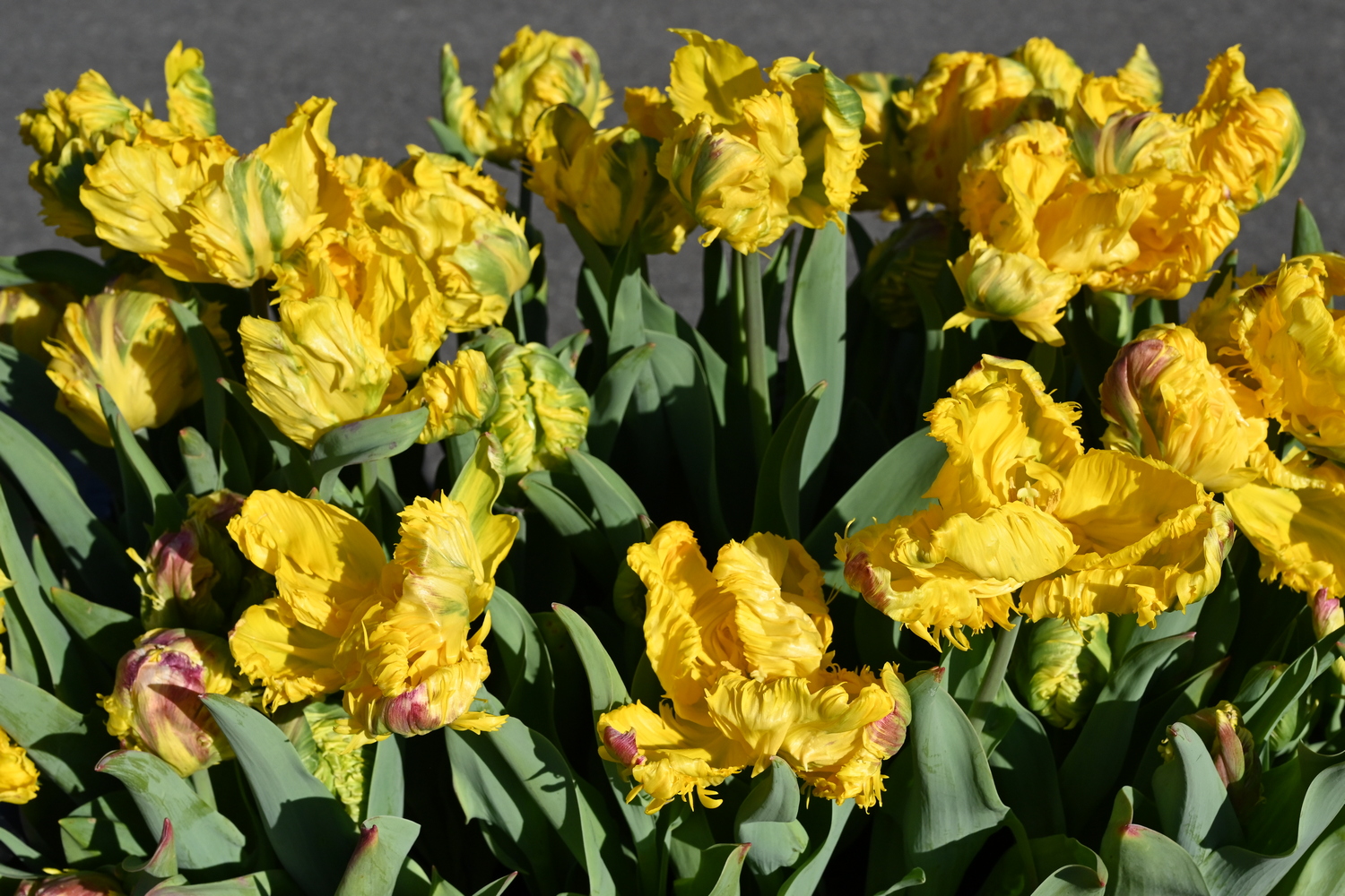 Papagei-Tulpen Jan van Nes Parrot