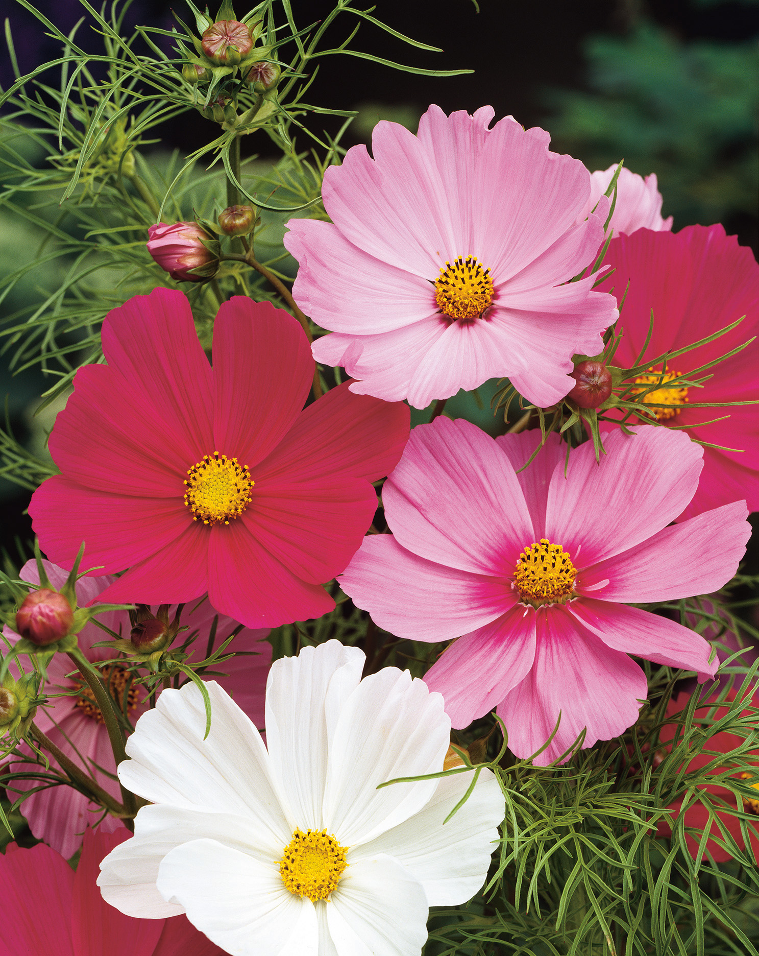 Nahaufnahme bunter Kosmeen (Cosmos bipinnatus) mit großen rosa, pinken, roten und weißen Blüten und gelben Blütenkernen