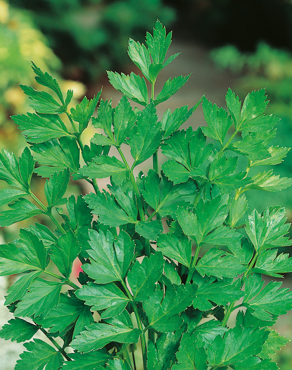 Nahaufnahme einer gesunden Liebstöckelpflanze mit großen, gezähnten, glänzenden grünen Blättern; ideal als aromatisches Küchenkraut zum Würzen von Suppen, Eintöpfen und Brühen