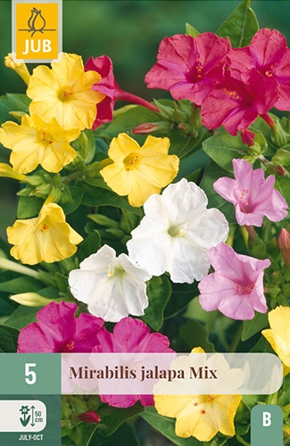 Mirabilis jalapa