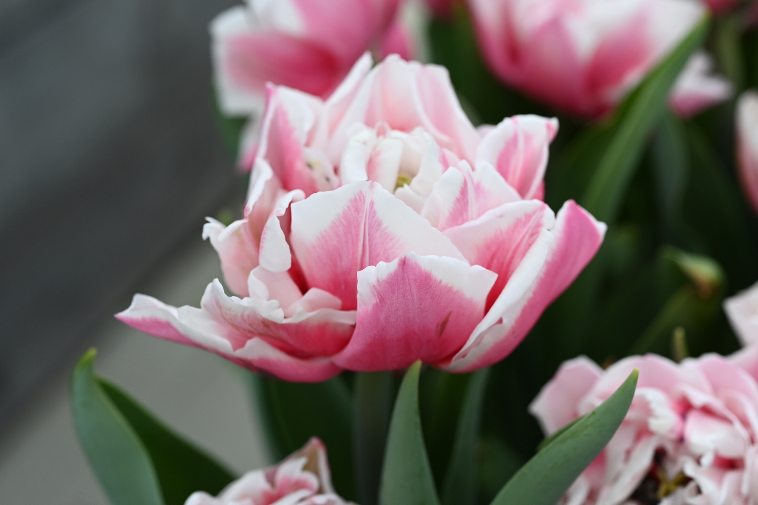 Nahaufnahme einer doppelblütigen rosa-weißen Tulpe mit gefüllten Blütenblättern und grünen Blättern im Hintergrund