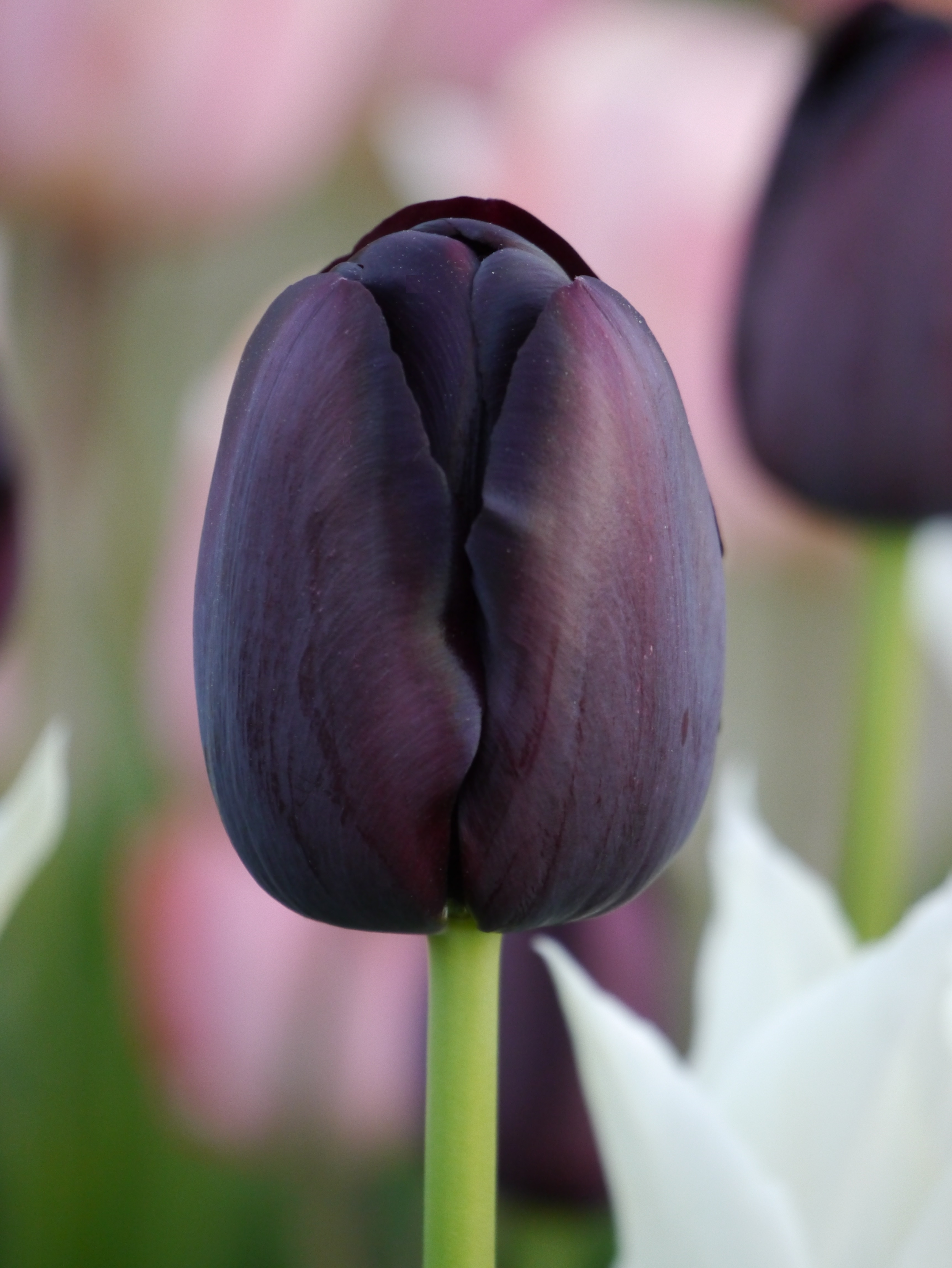 Nahaufnahme einer fast schwarzen, dunkelvioletten Tulpenblüte auf grünem Stiel, mit unscharfem Hintergrund und weißen sowie rosa Tulpen.