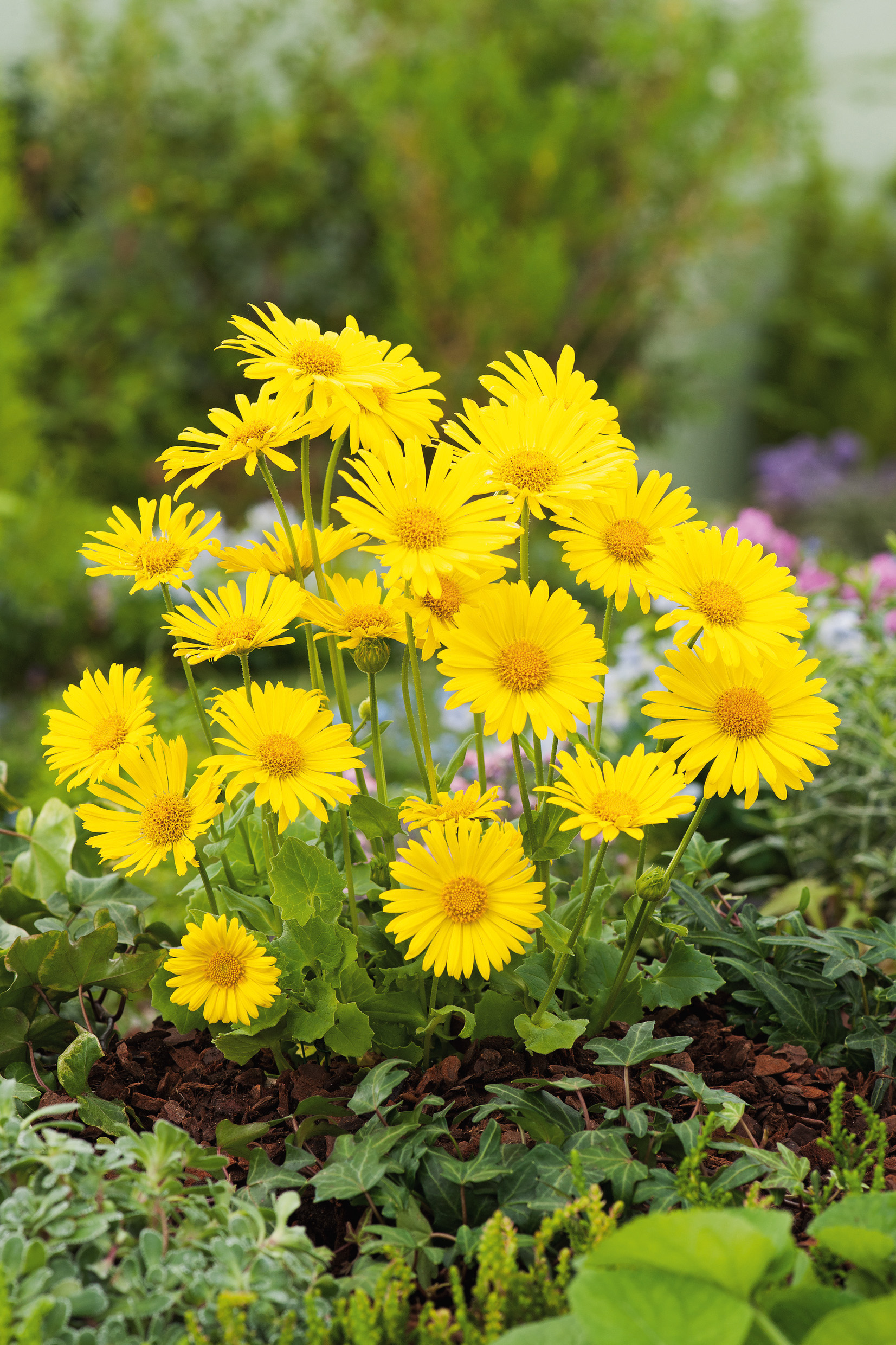 Nahaufnahme einer Gruppe leuchtend gelber Blüten in einem Gartenbeet, mit grünen Blättern und Bodenbedeckung