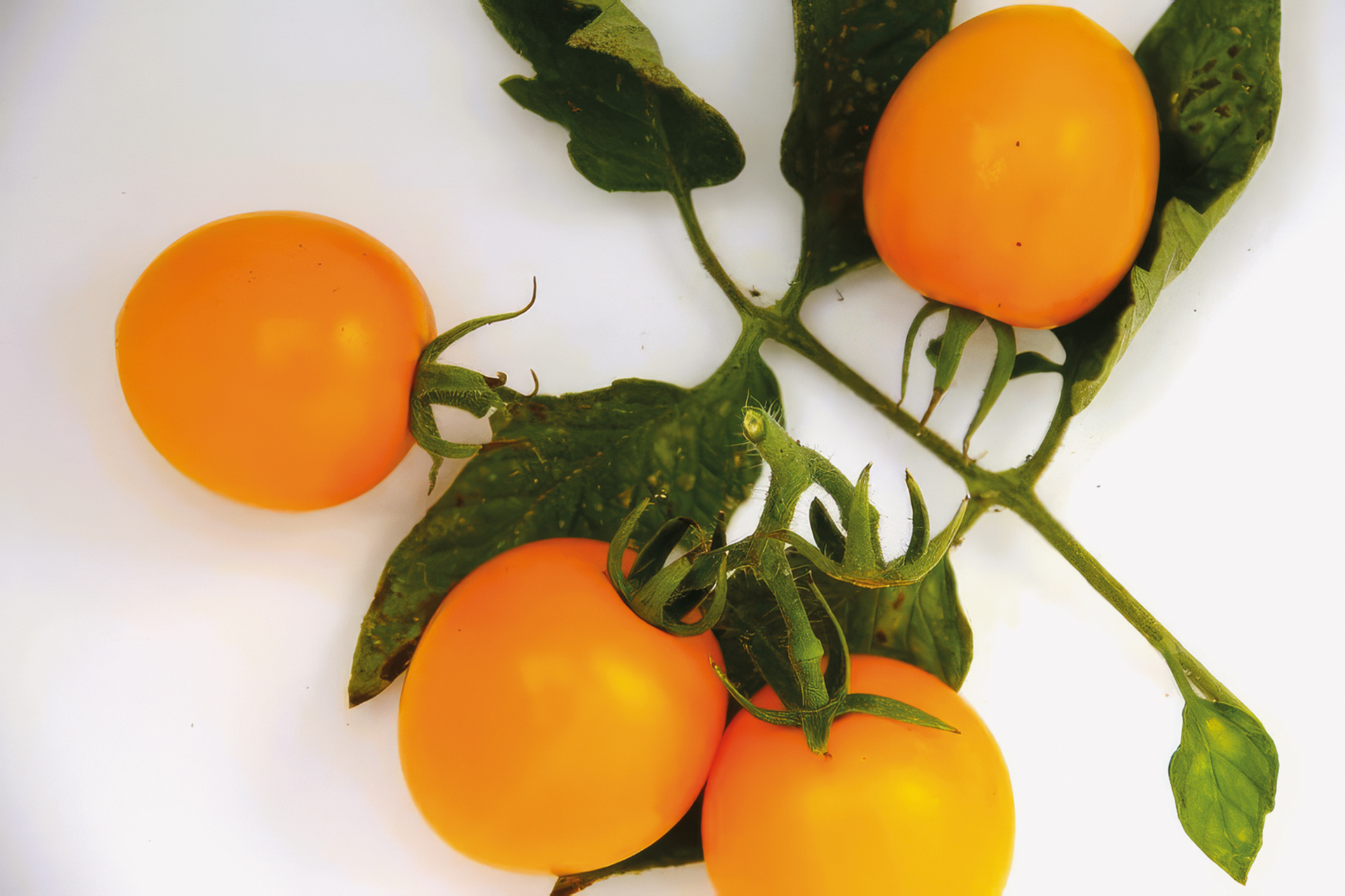 Tomate Duttingold