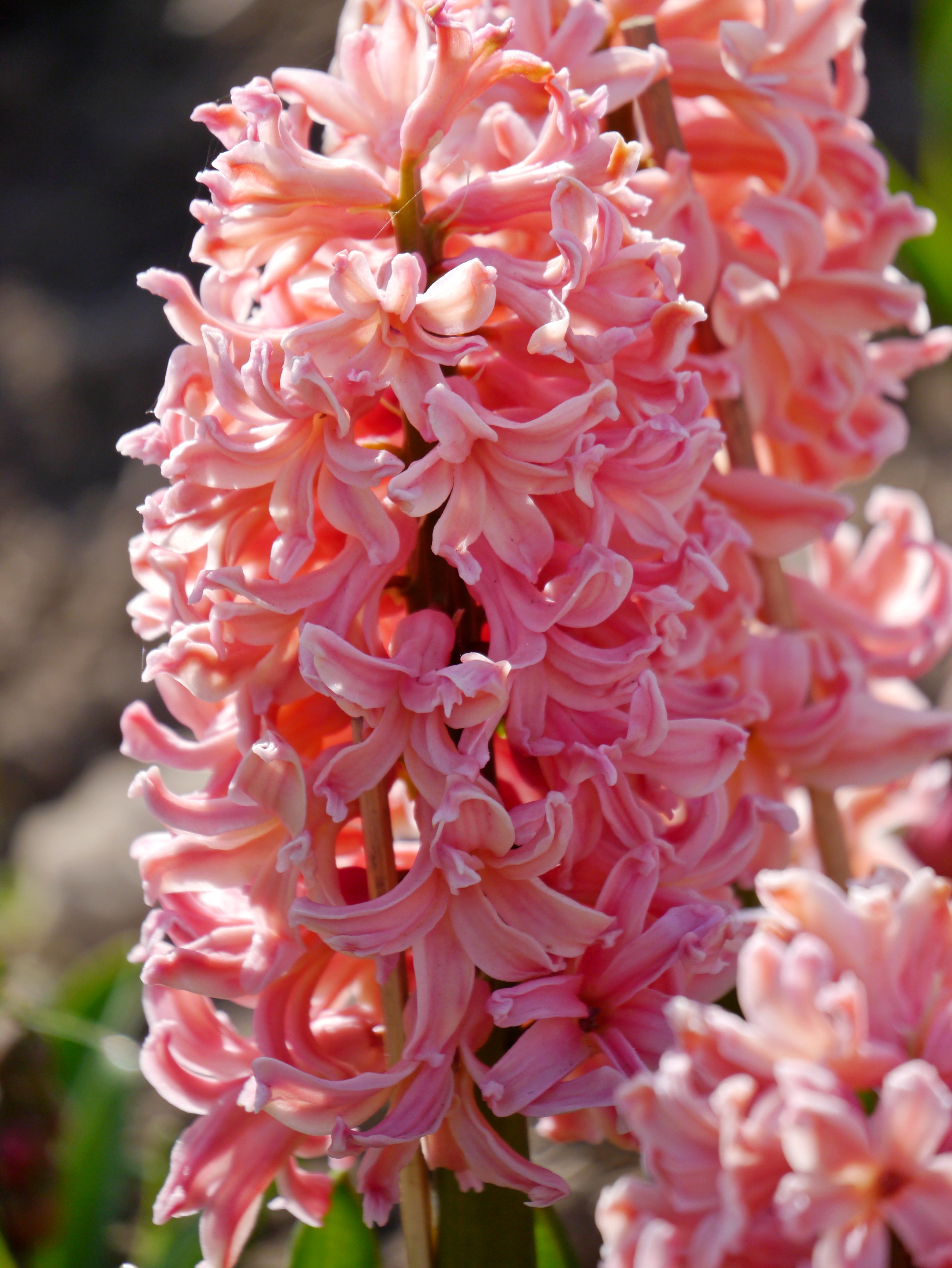 Nahaufnahme einer rosa Hyazinthe mit dichten, gewellten Blütenständen und kräftig rosafarbenen Blüten; ideale Frühlingsblume für Garten und Balkon.