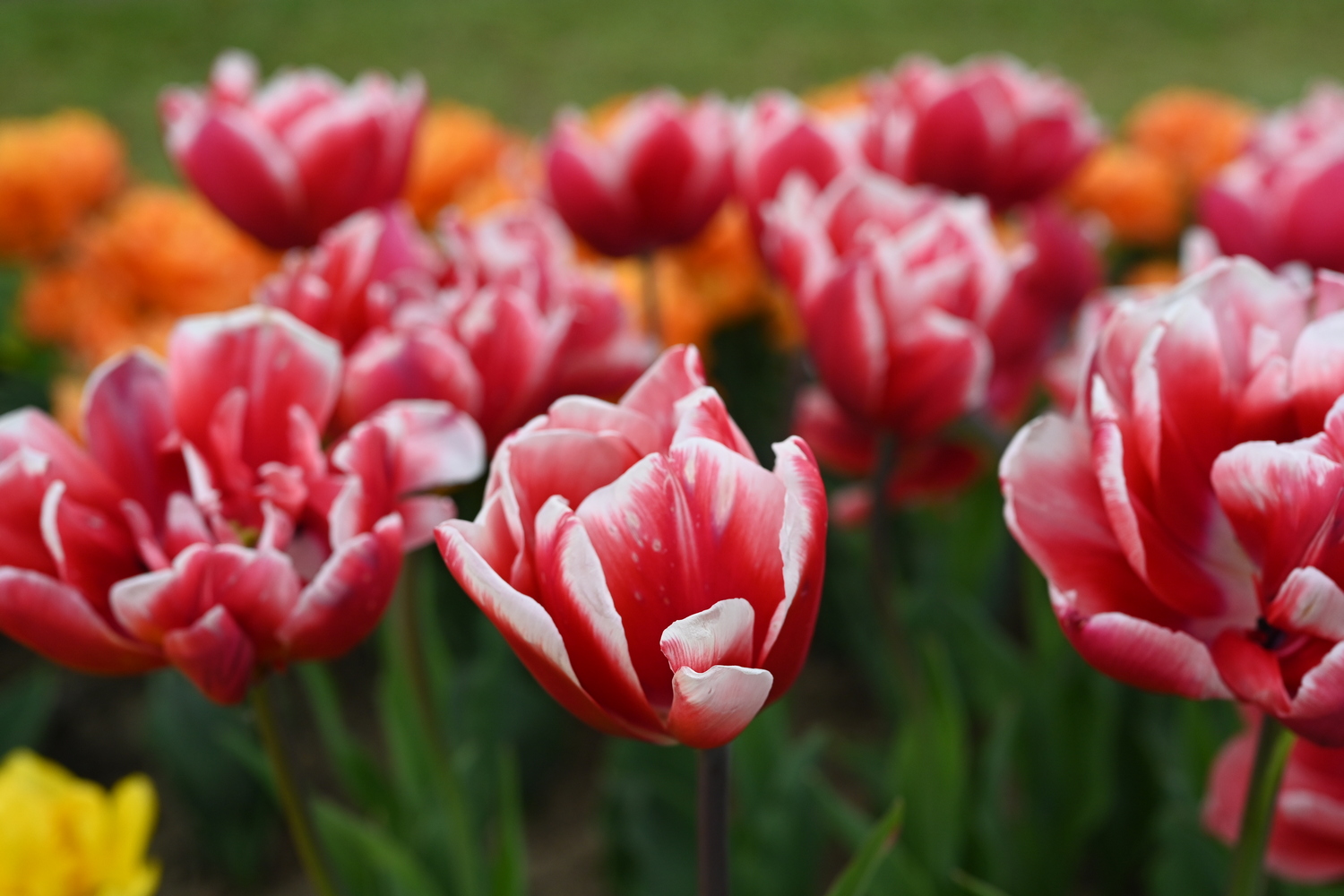 Gefüllte frühe Tulpe 'Voicemail' mit üppigen rosa Blüten und weißen Rändern, romantisch blühend im Frühlingsgarten