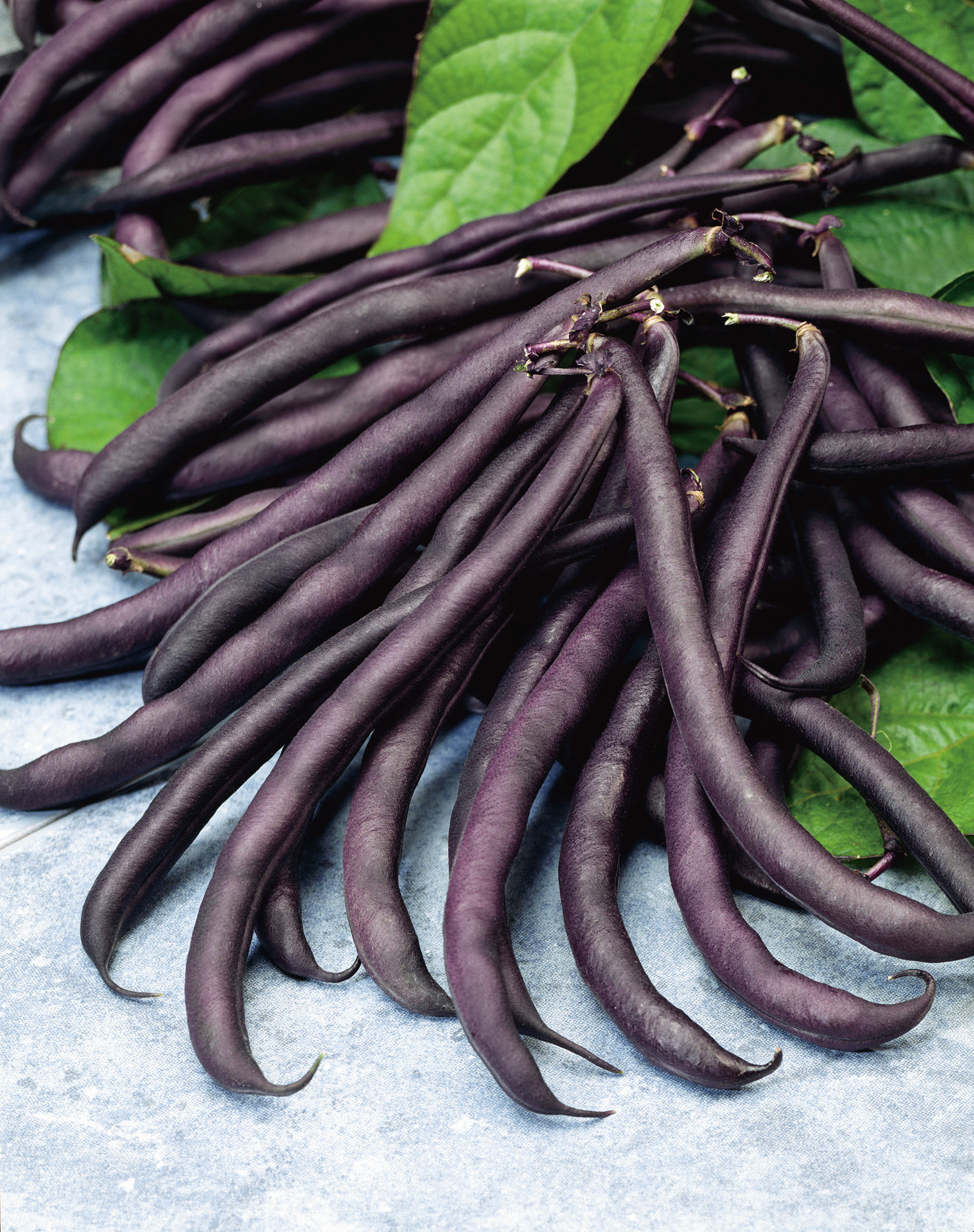 Nahaufnahme von frischen violetten Bohnen auf hellem Untergrund mit grünen Blättern