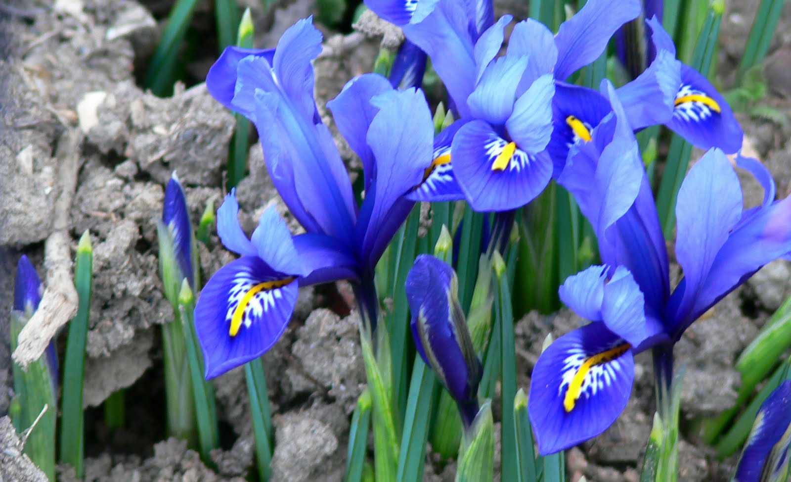 Nahaufnahme mehrerer blauer Irisblüten (Iris reticulata) mit gelben und weißen Zeichnungen auf den Blütenblättern, schlanken grünen Blättern und brauner Erde im Hintergrund