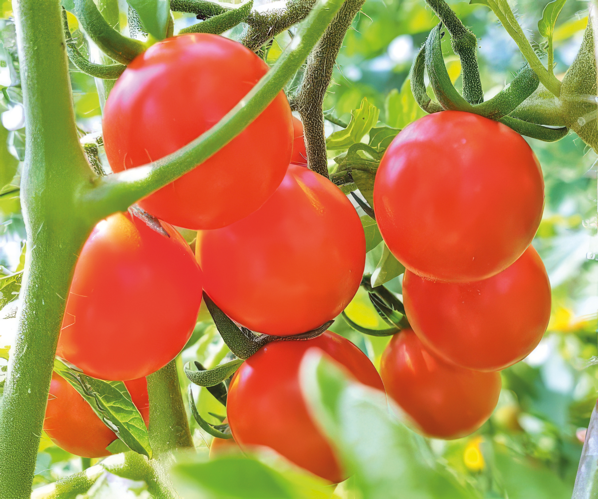 Cocktailtomate Rosii Marunte