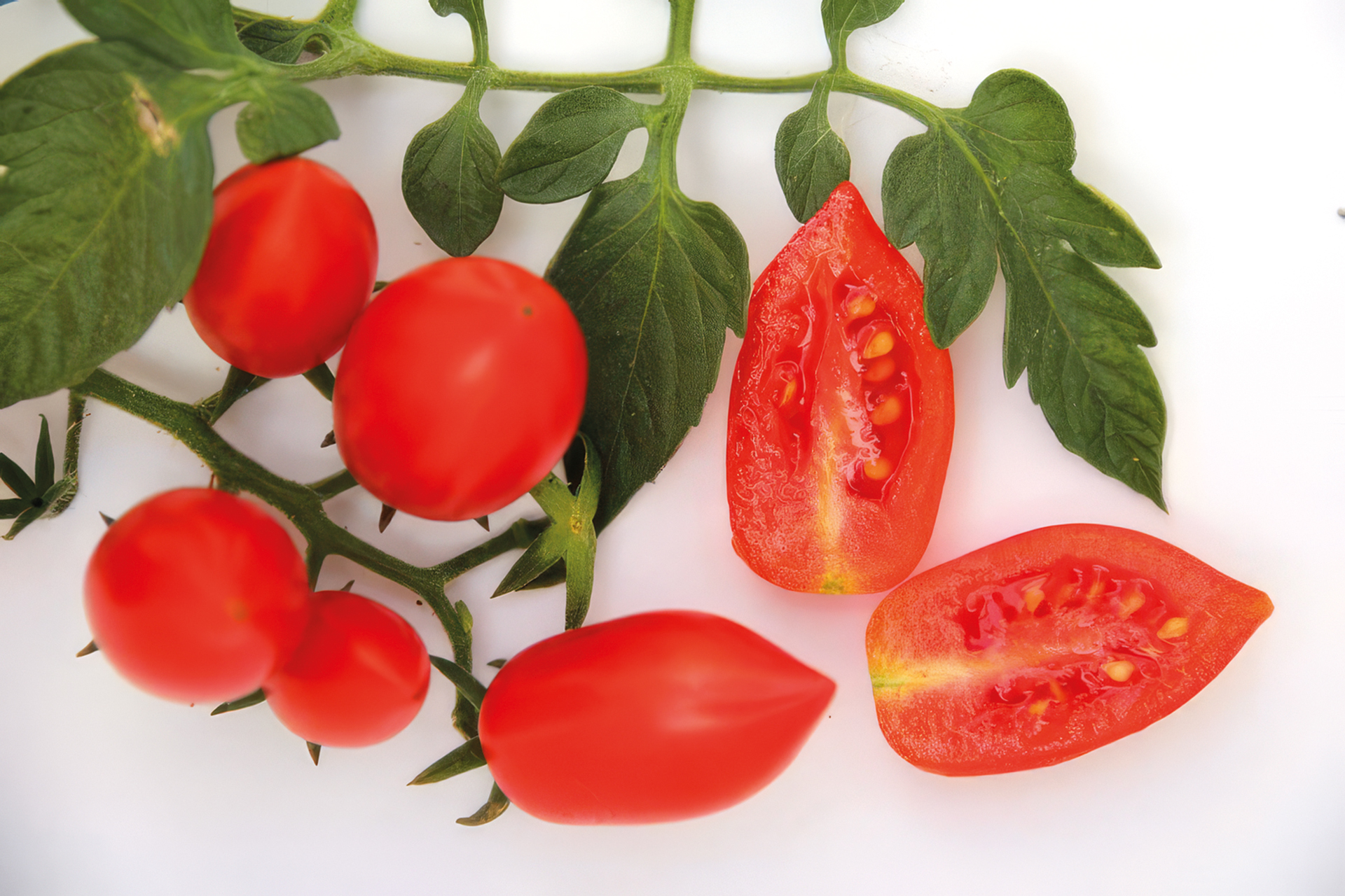 Cocktailtomate Trixi 