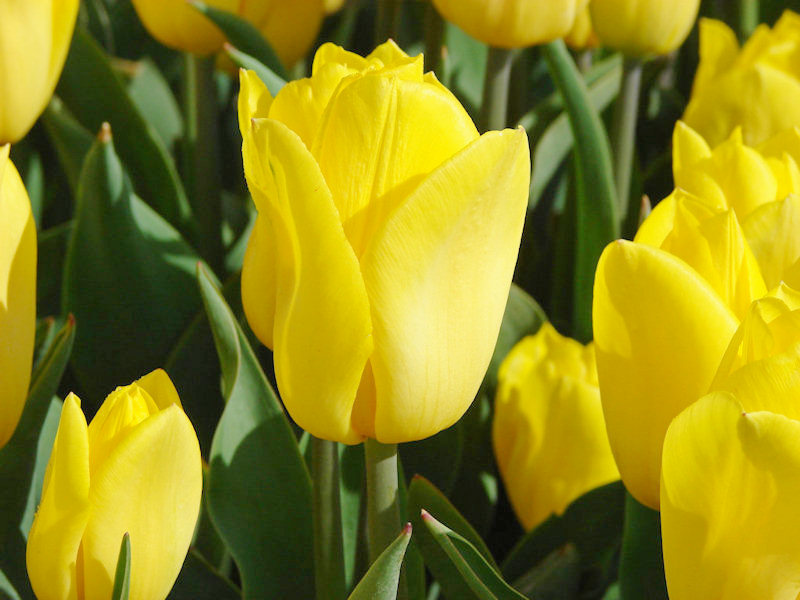 52236_Triumph-Tulpen Strong Gold Nahaufnahme mehrerer leuchtend gelber Tulpen mit grünen Blättern auf einem Blumenbeet