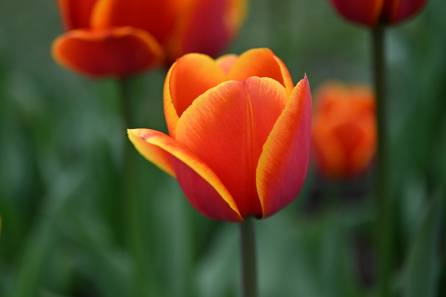 Nahaufnahme einer orangefarbenen Tulpe mit gelb umrandeten Blütenblättern vor unscharfem grünem Hintergrund