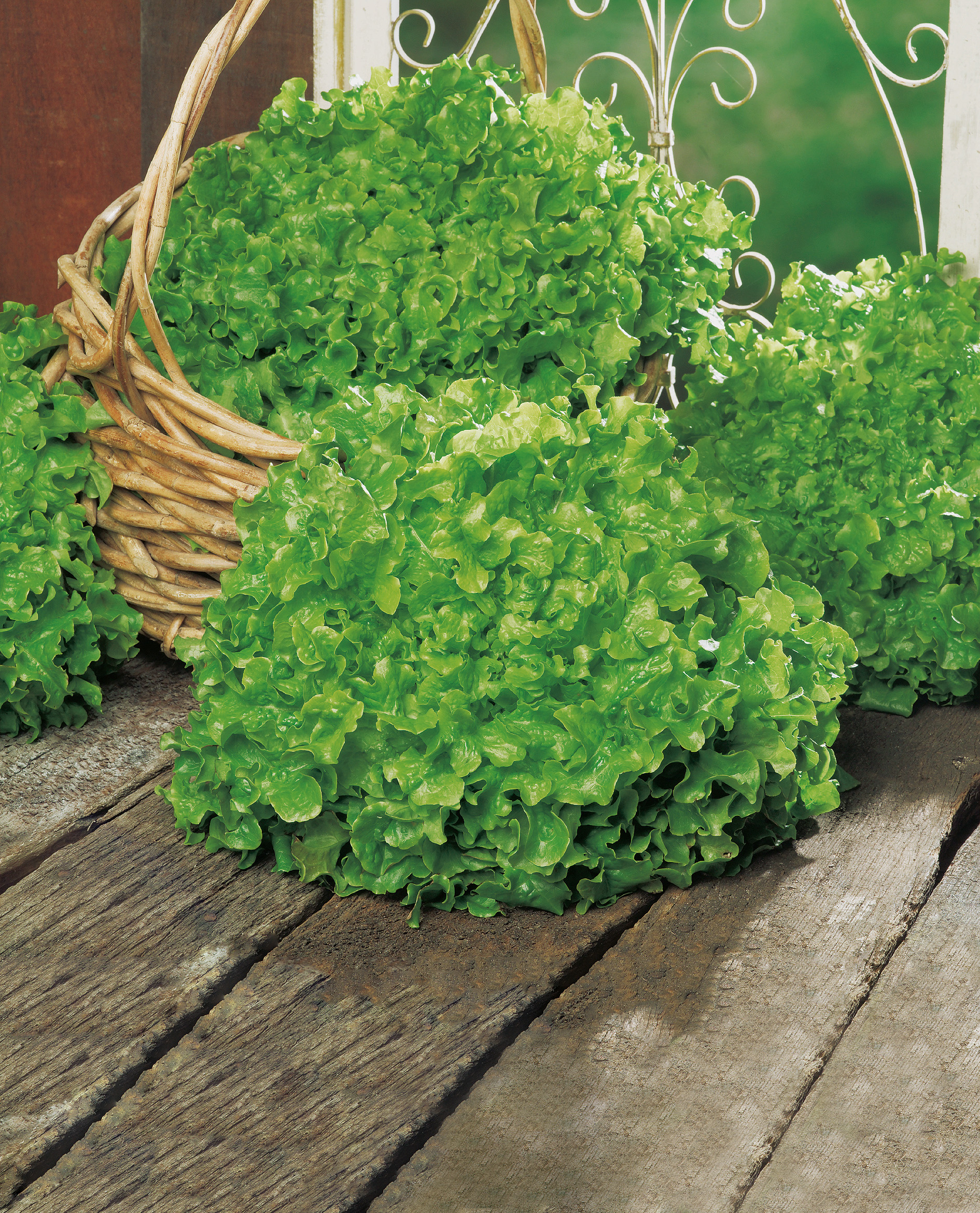 Nahaufnahme mehrerer Köpfe grüner Blattsalat mit krausen Blättern, teils in einem Weidenkorb gelegen, auf rustikalem Holzbrett vor einem dekorativen Metallgitter