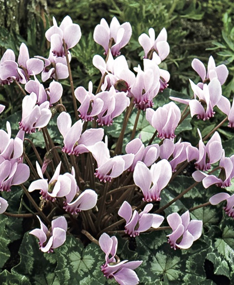 50051_Cyclamen hederifolium Nahaufnahme von rosa blühenden Alpenveilchen (Cyclamen) mit aufrecht stehenden Blüten und herzförmigen, silbrig gesprenkelten grünen Blättern