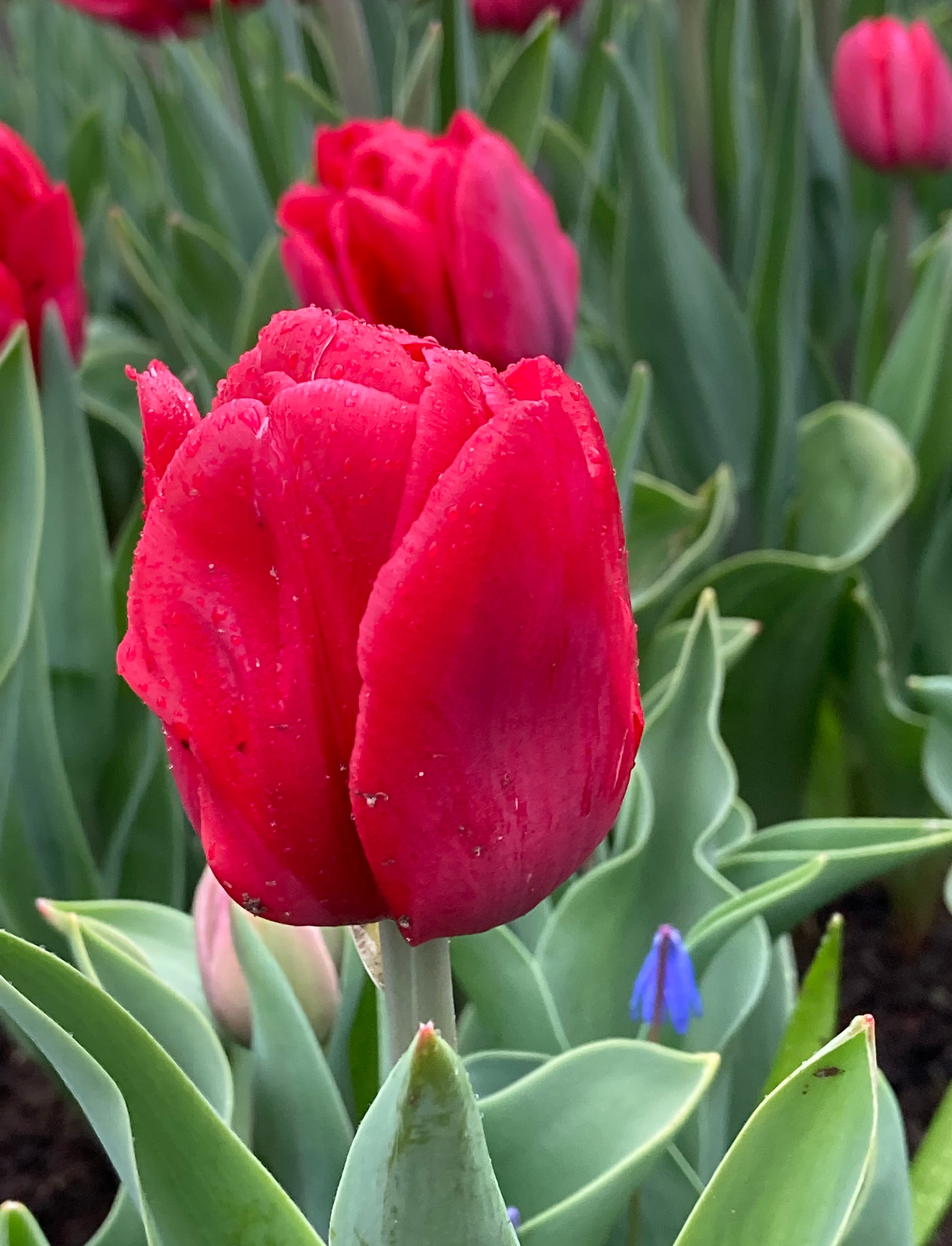 52091_Gef. frühe Tulpen Red Foxtrott Nahaufnahme einer roten Tulpe mit Wassertropfen, umgeben von grünen Blättern und unscharfen Tulpen im Hintergrund