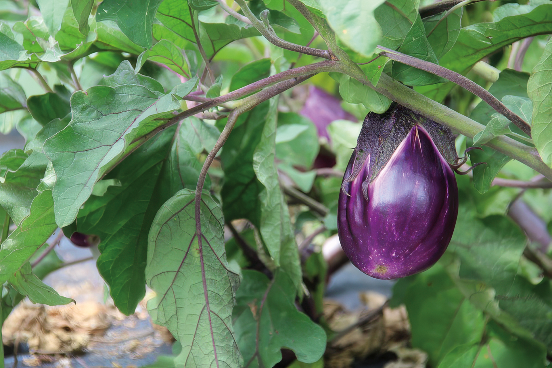 Aubergine Italian Bicolour