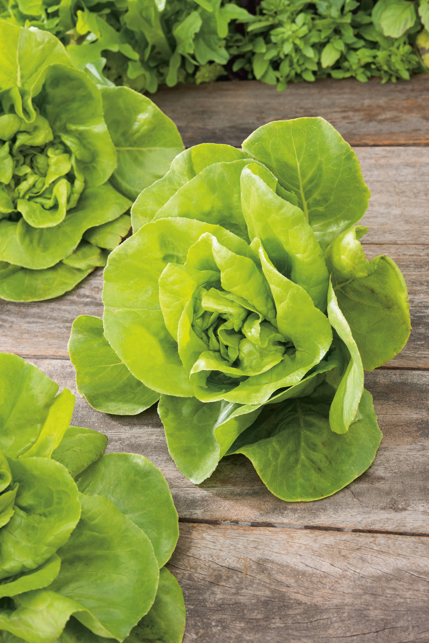 Mehrere frische Butterhead-Kopfsalatherzen mit leuchtend grünen Blättern auf einem verwitterten Holzbrett