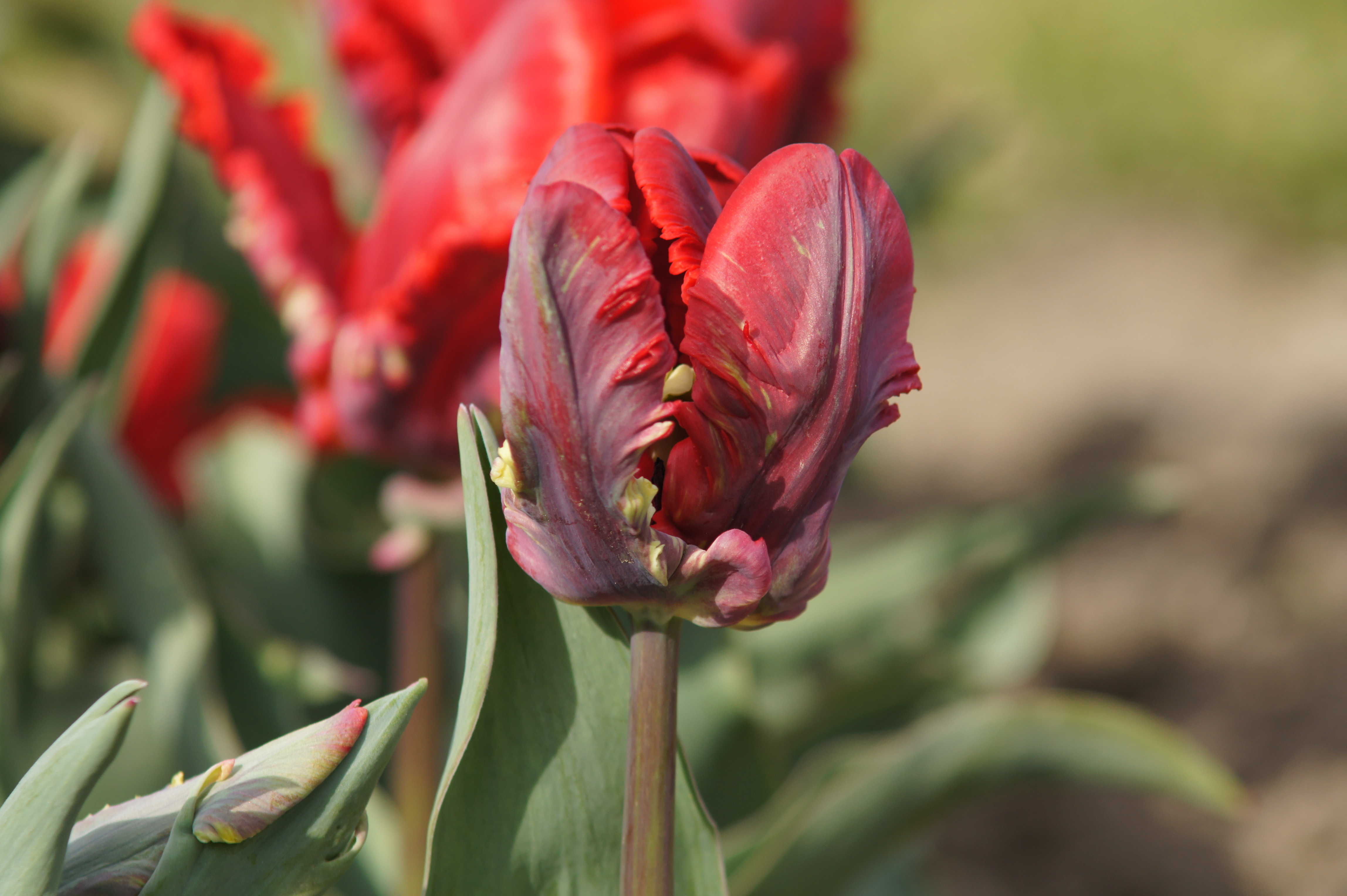 Nahaufnahme einer roten Parrot-Tulpe mit gefransten, gewellten Blütenblättern, grünem Stiel und verschwommenem Gartenhintergrund