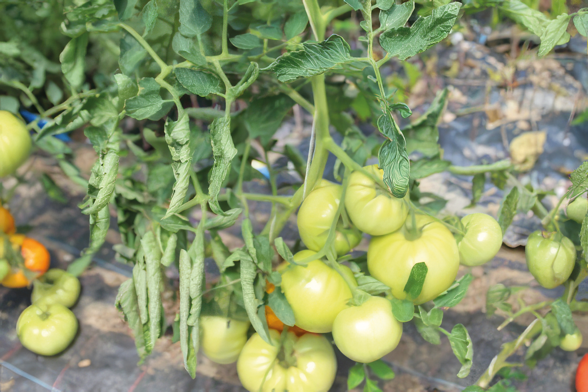 Fleischtomate Gelbe von der Krim