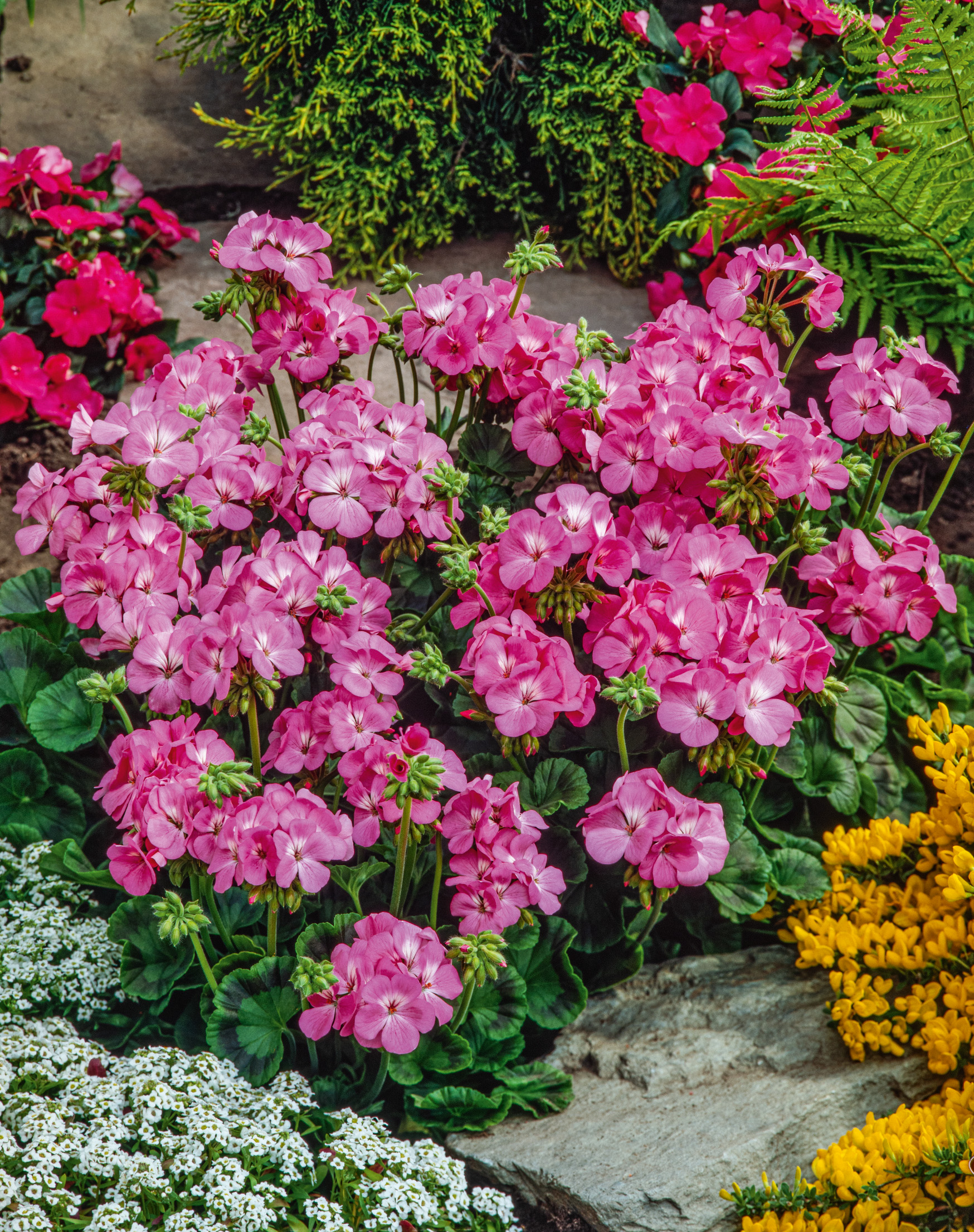 Nahaufnahme leuchtend rosa Pelargonien (Geranien) in einem Gartenbeet, umgeben von grünen Blättern sowie weißen und gelben Begleitblüten.
