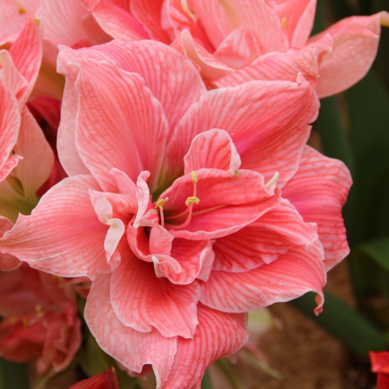 Nahaufnahme einer gefüllten rosa gestreiften Amaryllisblüte (Hippeastrum) mit dicht geschichteten, welligen Blütenblättern und gelblichen Staubgefäßen