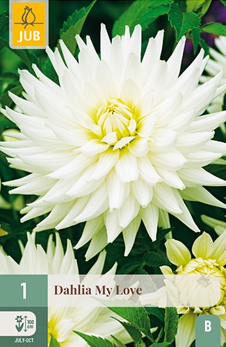 Kaktus-Dahlie My Love