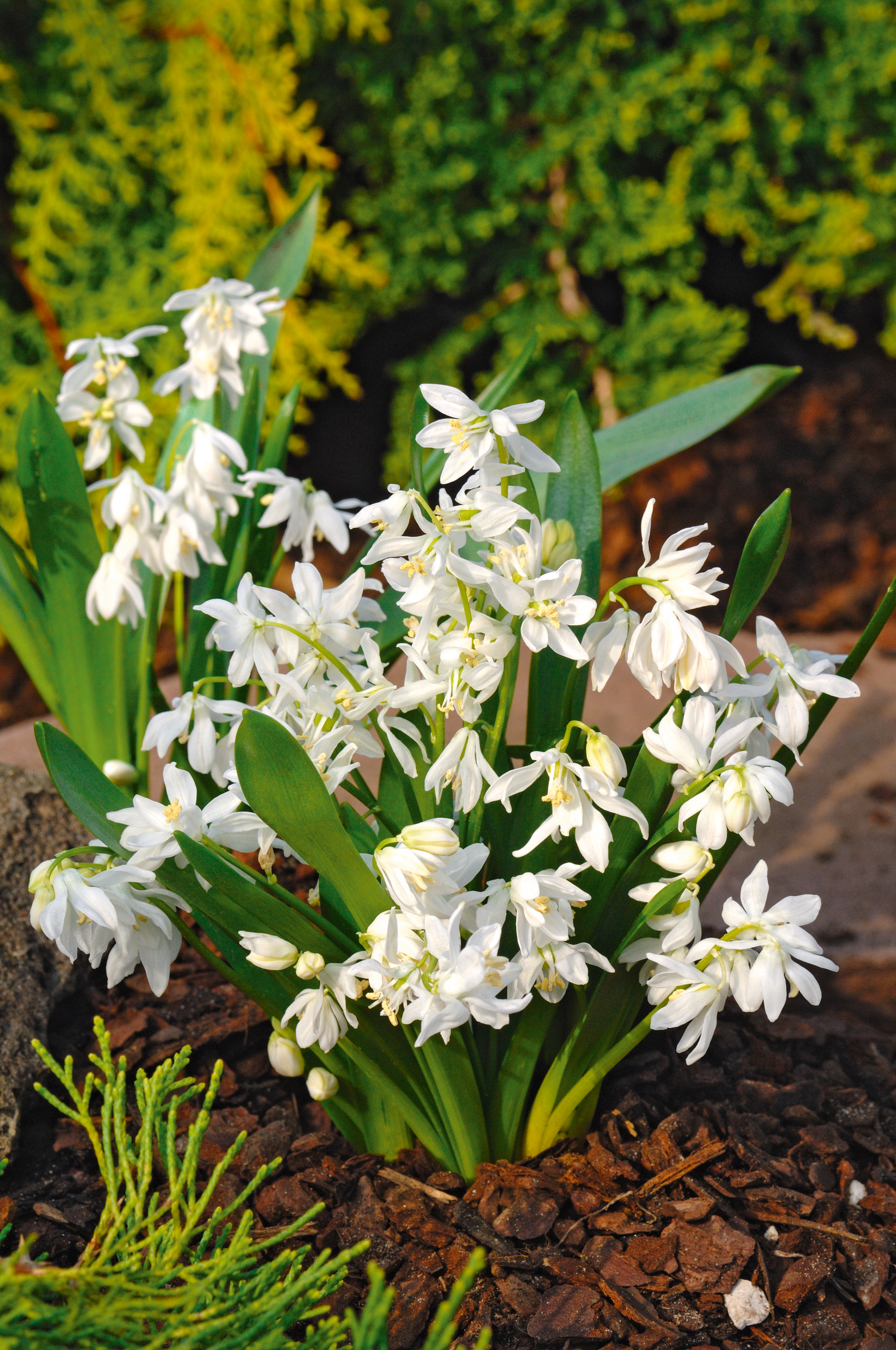 50139_Scilla_siberica_Alba Nahaufnahme weißer Frühlingsblumen mit grünen Blättern in einem Rindenmulchbeet, Frühlingsblüher im Garten