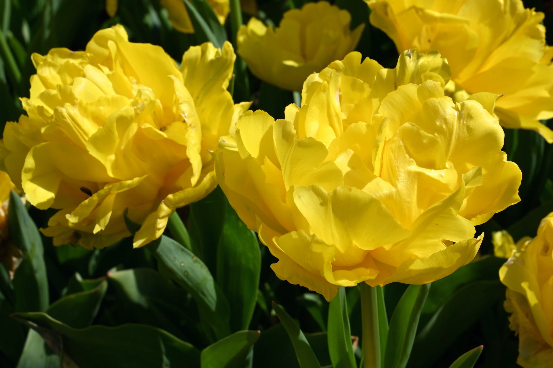 Gefüllte frühe Tulpen Limousine